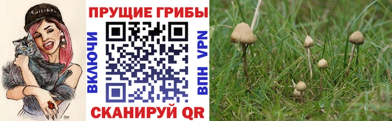 Купить где  Карабулак  Псилоцибиновые грибы прущие грибы 